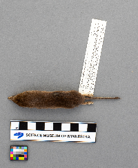 Sorex arcticus image