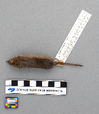 Sorex arcticus image
