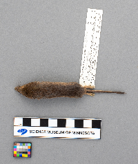 Sorex arcticus image