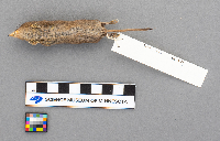 Sorex arcticus image