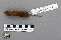 Sorex arcticus image