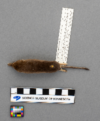 Sorex arcticus image