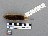 Sorex arcticus image