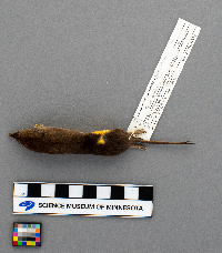 Sorex arcticus image