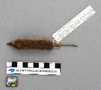 Sorex arcticus image