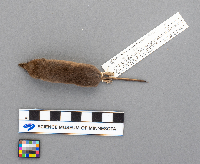 Sorex arcticus image