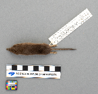 Sorex arcticus image