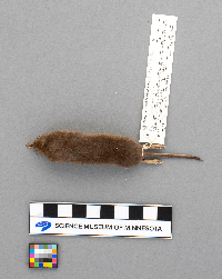 Sorex arcticus image