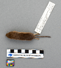 Sorex arcticus image
