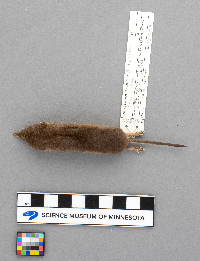 Sorex arcticus image