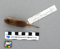 Sorex arcticus image