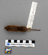 Sorex arcticus image