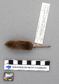 Sorex arcticus image