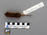 Sorex arcticus image