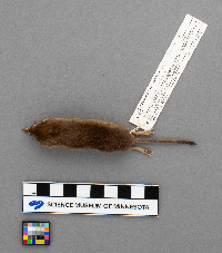 Sorex arcticus image