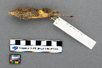 Sorex arcticus image