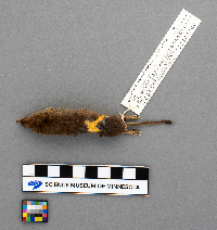 Sorex arcticus image