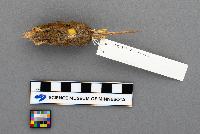 Sorex cinereus image