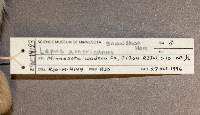 Lepus americanus image