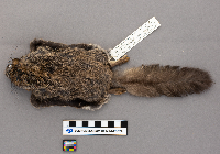 Glaucomys sabrinus image