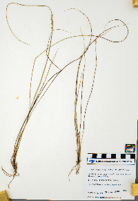 Carex canescens image