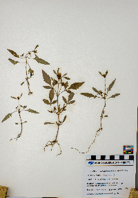 Bidens frondosa image