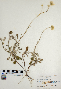Antennaria neglecta image