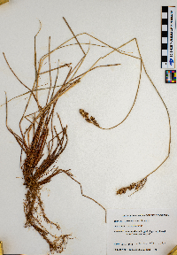Carex buxbaumii image