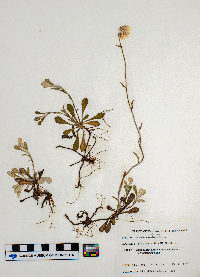 Antennaria neglecta image