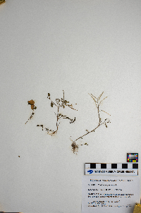 Cardamine pratensis image