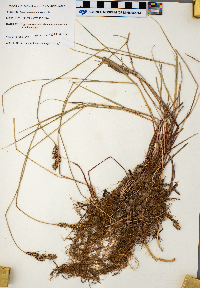 Carex buxbaumii image