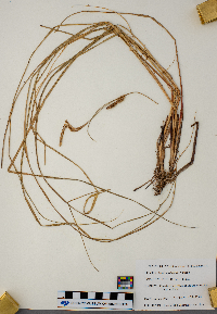 Carex buxbaumii image