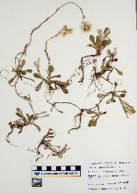 Antennaria neglecta image