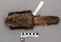 Glaucomys sabrinus image