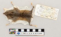 Peromyscus leucopus image