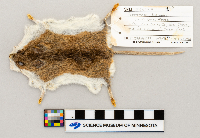 Peromyscus leucopus image