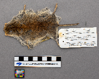 Clethrionomys glareolus image