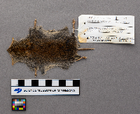 Clethrionomys glareolus image