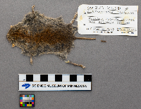 Clethrionomys glareolus image