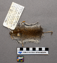 Clethrionomys glareolus image