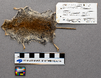 Clethrionomys glareolus image