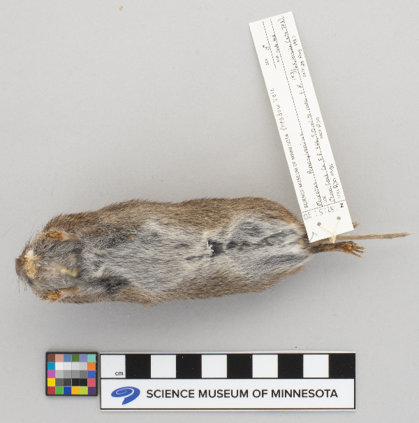 Microtus pennsylvanicus image