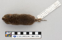 thumbnail image of current specimen