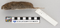 thumbnail image of current specimen