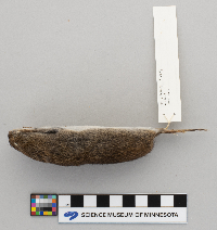 thumbnail image of current specimen