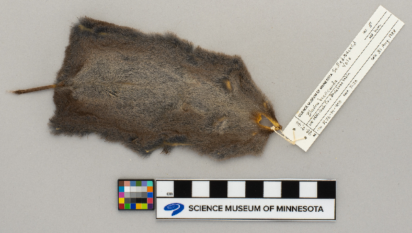 Blarina brevicauda image