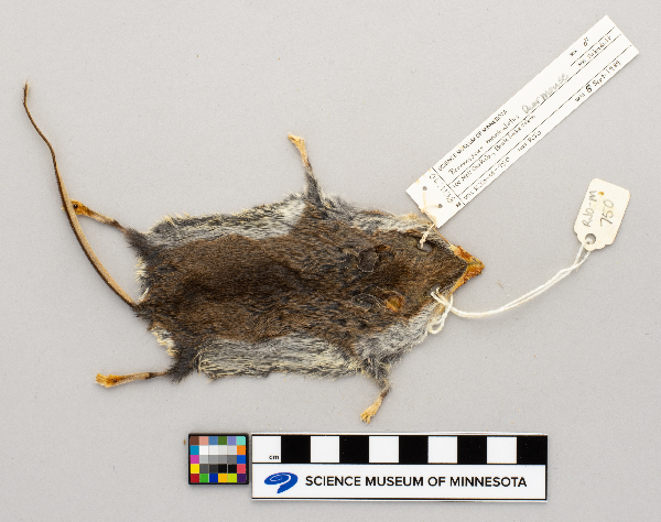 Peromyscus maniculatus image