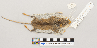 Peromyscus maniculatus image
