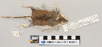 Peromyscus maniculatus image