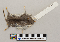 Peromyscus maniculatus bairdii image